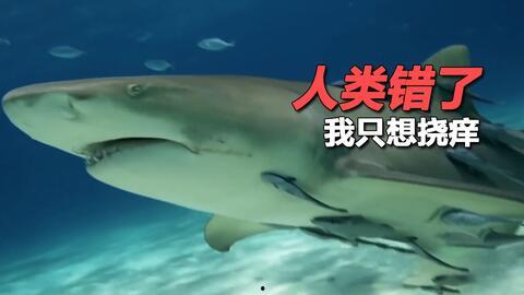 娱乐吃瓜酱鲨鱼