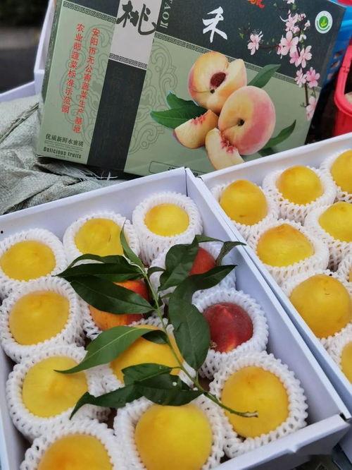 阿达娱乐吃瓜,揭秘娱乐圈最新吃瓜事件，带你领略明星幕后故事